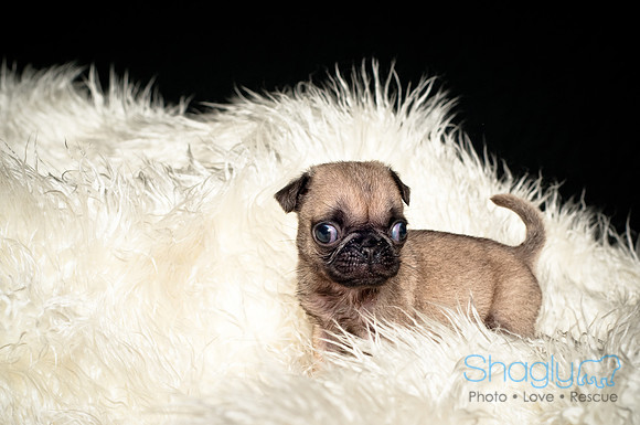 Baby Puggie Project-7