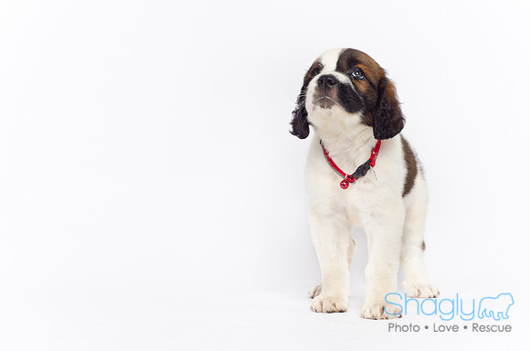 Stclouds Rescue Puppies-35