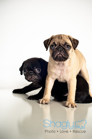 Baby Puggie Project-23