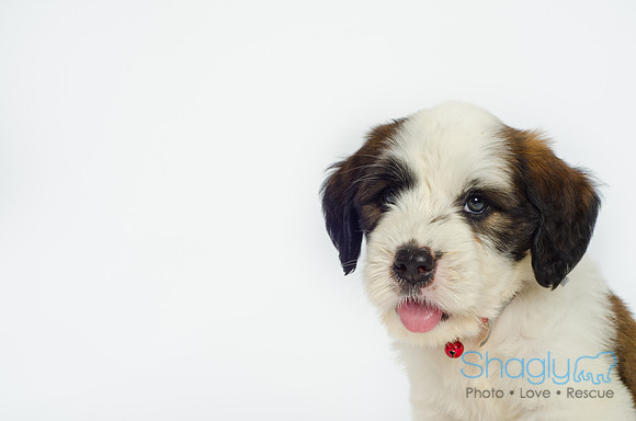 Stclouds Rescue Puppies-10