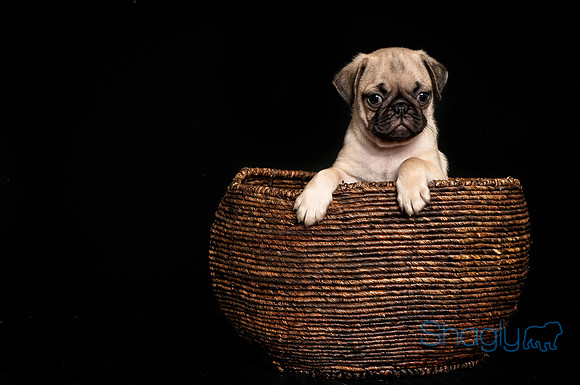 Baby Puggie Project-18