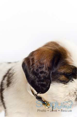 Stclouds Rescue Puppies-61