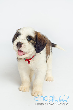 Stclouds Rescue Puppies-12