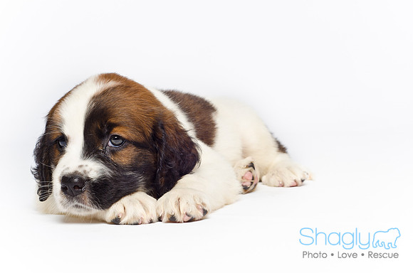 Stclouds Rescue Puppies-44