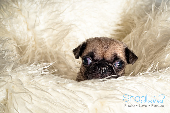 Baby Puggie Project-40