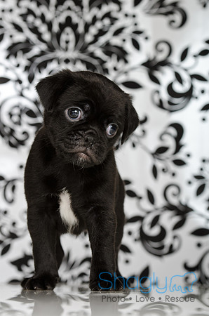 Baby Puggy Project-23