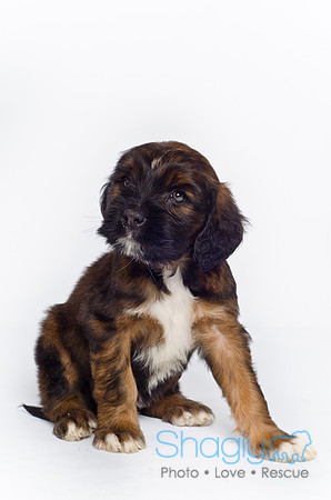 Stclouds Rescue Puppies-29