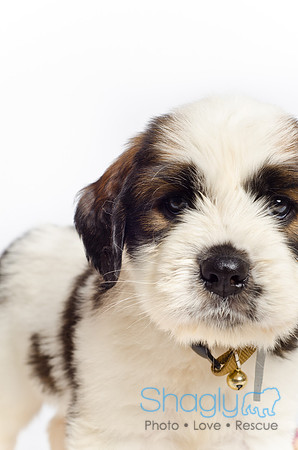 Stclouds Rescue Puppies-60