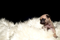 Baby Puggie Project-6