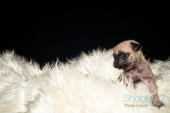 Baby Puggie Project-6