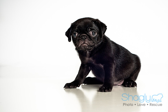 Baby Puggie Project-22