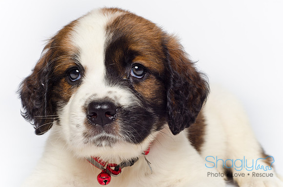Stclouds Rescue Puppies-38
