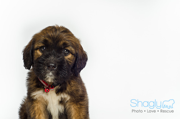 Stclouds Rescue Puppies-50
