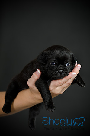 Baby Puggy Project-46