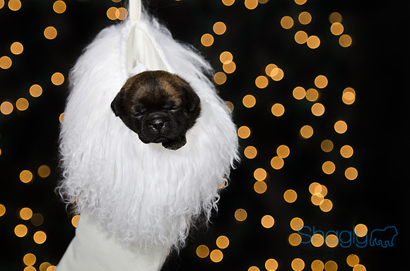 Baby Puggy Project-35