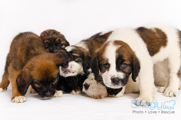 Stclouds Rescue Puppies-74