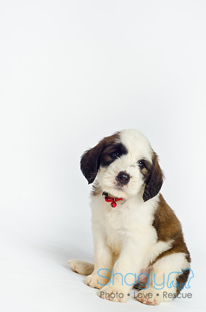 Stclouds Rescue Puppies-5