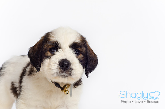 Stclouds Rescue Puppies-57