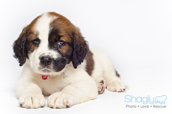 Stclouds Rescue Puppies-42
