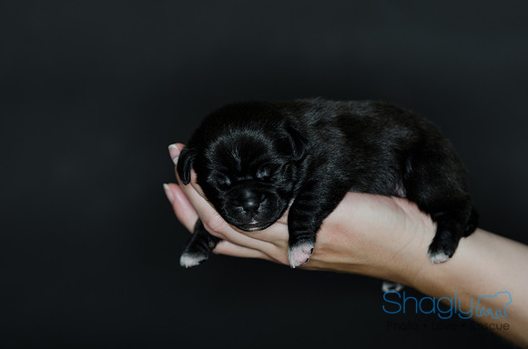 Shagly Photography DFW Pug Rescue puppies-12