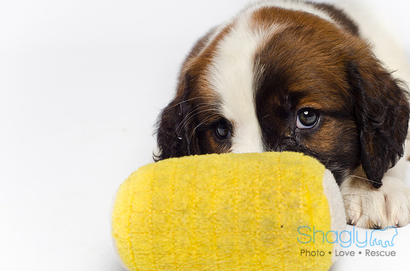 Stclouds Rescue Puppies-37