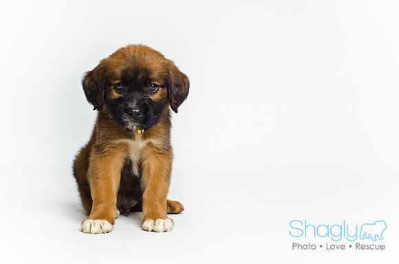 Stclouds Rescue Puppies-16