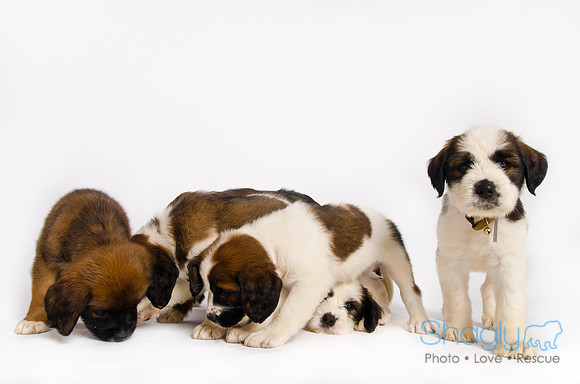 Stclouds Rescue Puppies-75