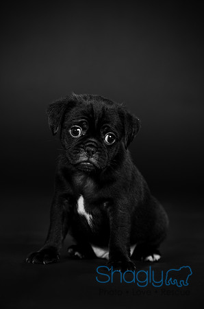 Baby Puggy Project-15