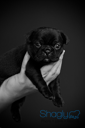 Baby Puggy Project-43