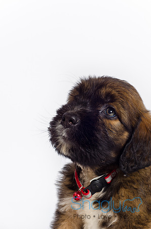 Stclouds Rescue Puppies-51