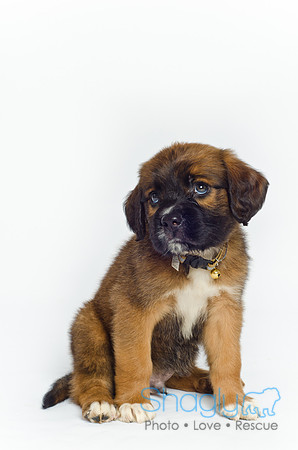Stclouds Rescue Puppies-21