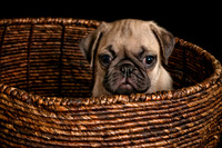 Baby Puggie Project-20