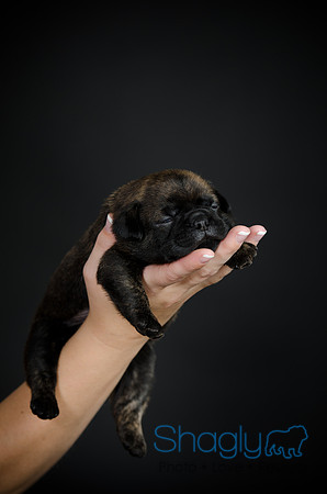 Baby Puggy Project-38