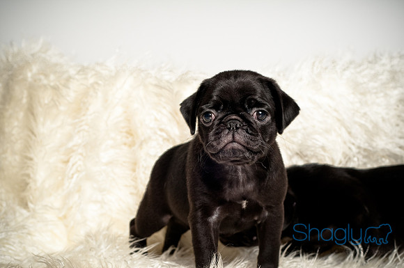 Baby Puggie Project-30