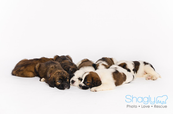 Stclouds Rescue Puppies-67