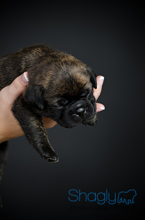 Baby Puggy Project-37