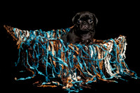 Baby Puggie Project-11