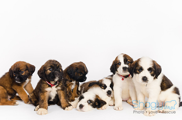 Stclouds Rescue Puppies-65