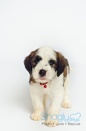 Stclouds Rescue Puppies-11