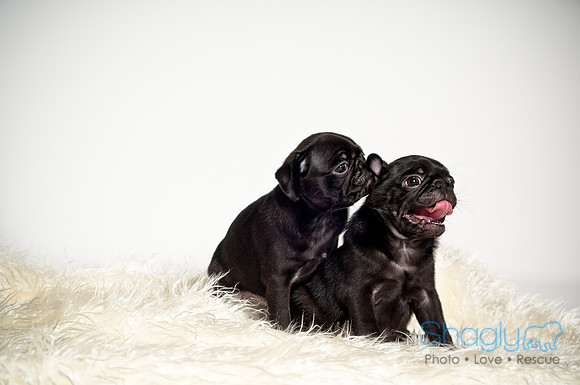Baby Puggie Project-32