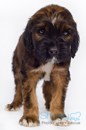 Stclouds Rescue Puppies-30