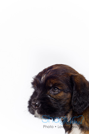 Stclouds Rescue Puppies-31