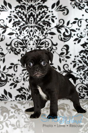Baby Puggy Project-22