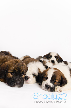 Stclouds Rescue Puppies-70