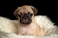 Baby Puggie Project-15