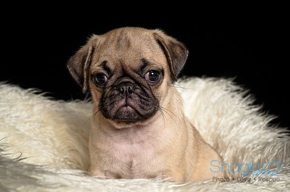 Baby Puggie Project-15