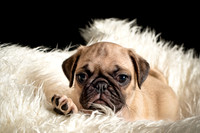 Baby Puggie Project-14