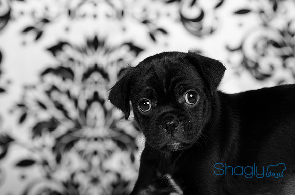 Baby Puggy Project-21