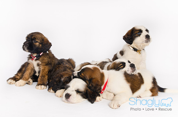 Stclouds Rescue Puppies-73
