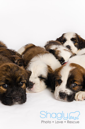 Stclouds Rescue Puppies-71